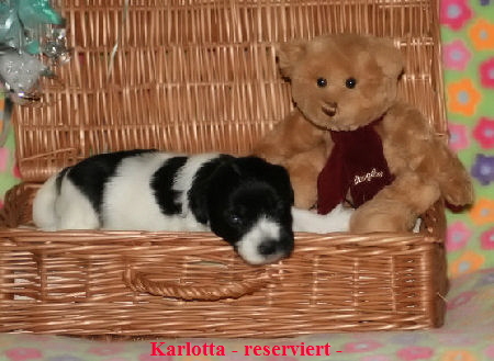 Karlotta - reserviert -